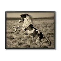 Stupell Industries uzgaja pjegavog konja na selu terenska fotografija fotografija u crnom okviru umjetnički tisak