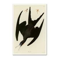 Zaštitni znak likovna umjetnost 'Frigata Pelicanplater 271' Canvas Art by Audubon