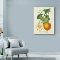 Zaštitni znak likovna umjetnost 'francuska narančasta botanička i' platna umjetnost A. risso