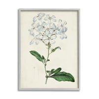 Rustikalni vrtni cvjetni studij šarmantni bijeli cvjetovi uokvireni slikarski umjetnički tisak