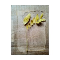Zaštitni znak likovna umjetnost 'Herbarium v' platno umjetnost Ingrid Blixt